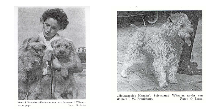 Mrs Bronckhorst-Hofmann and her wheaten terriers