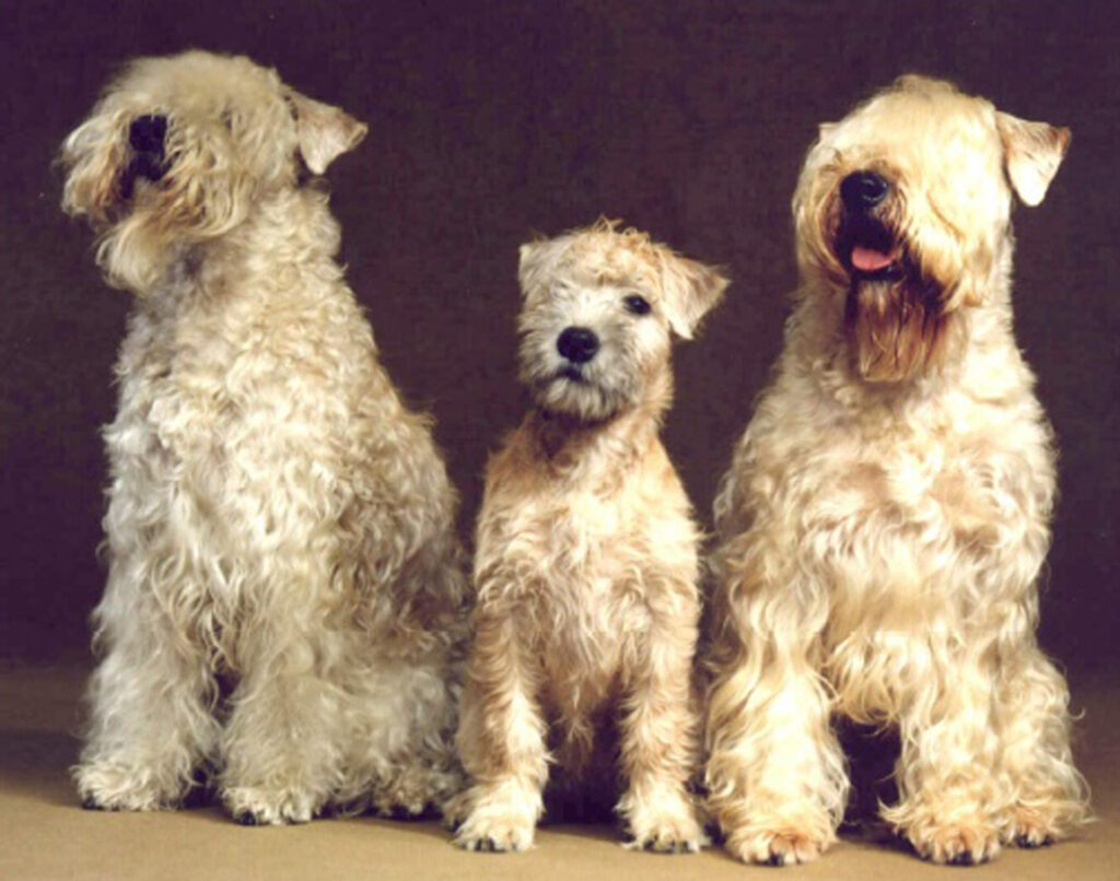 3 Wheaten Terriers