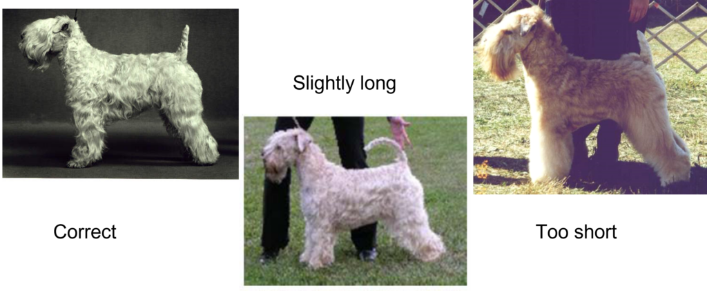 How the backs of irish wheaten terriers should be