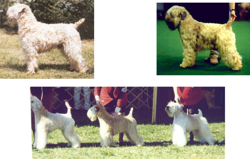 Collection of Irish Wheaten Terriers