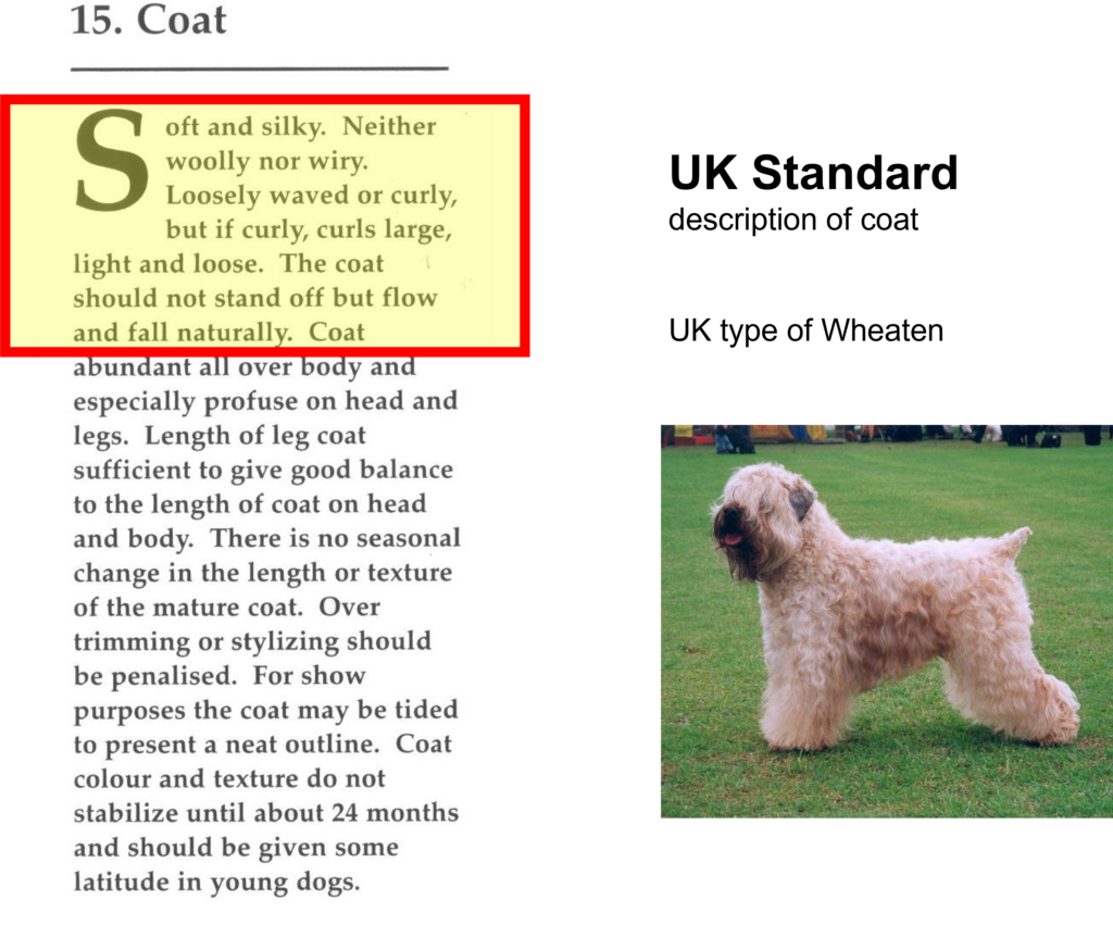 Image of the description of The coat of a wheaten rterrier