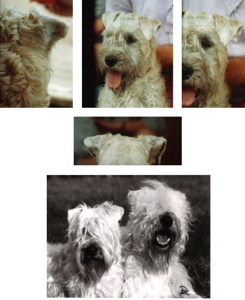 Ears of the irish wheaten terrier