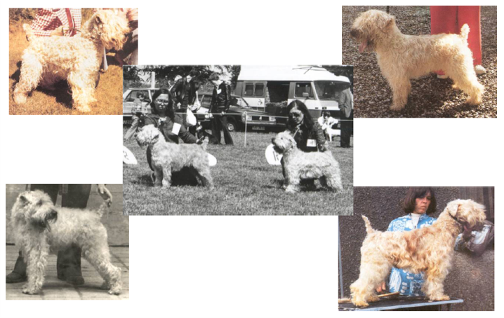 Various irish wheaten terriers