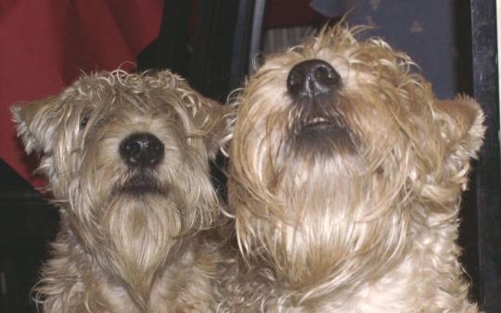 The nose of a wheaten terrier