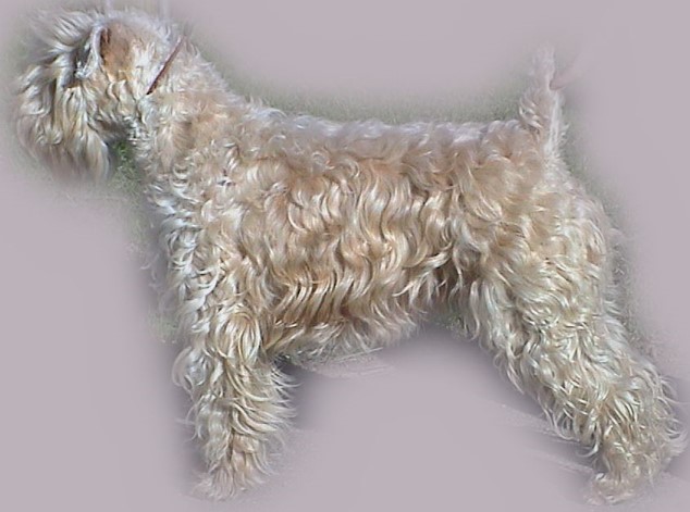 Picture of an Irish Wheaten As it should be