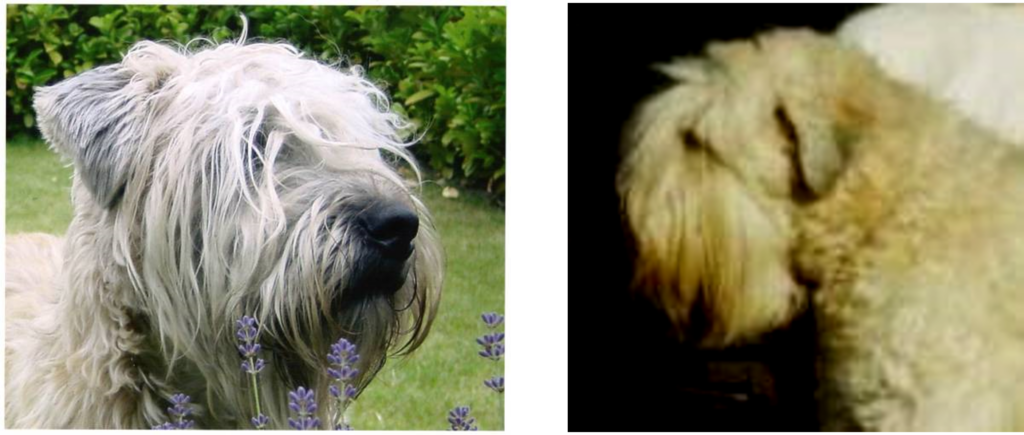 The head of a Irish Wheaten Terrier