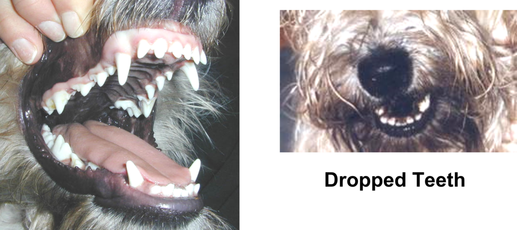 The teeth of an irish wheaten terrier