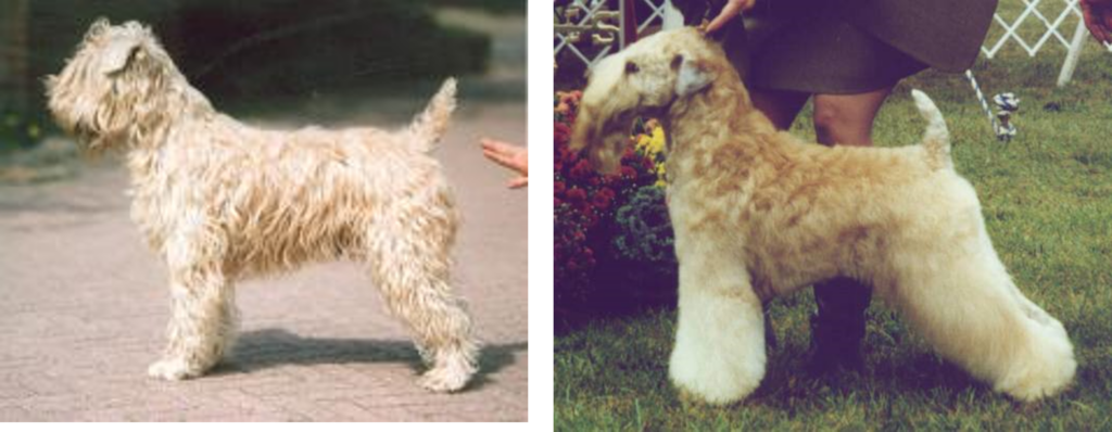 Correct fore quarters of wheaten terrier