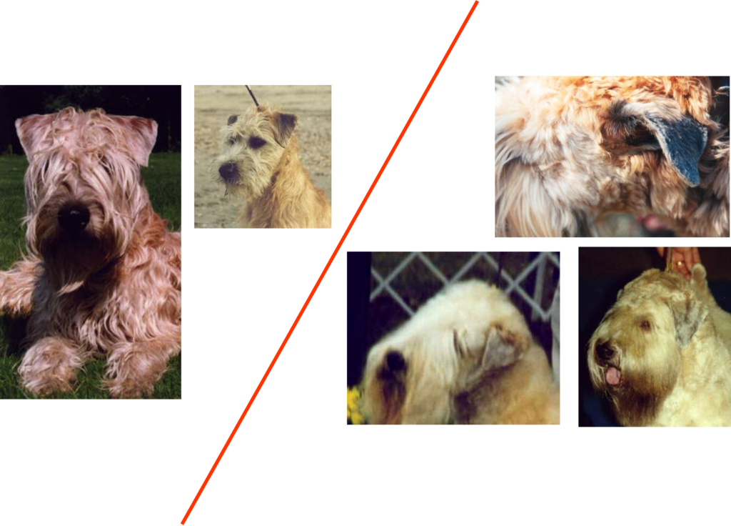 examples of wrong and right ears of wheaten terrier