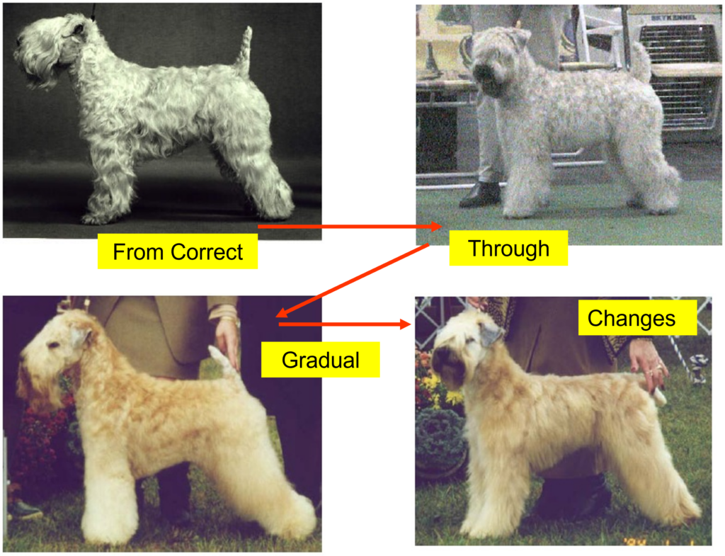 Four pictures of wheatens changing over time