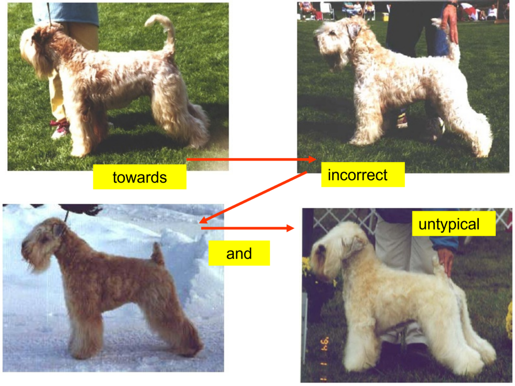 Four Irish wheatens breeds