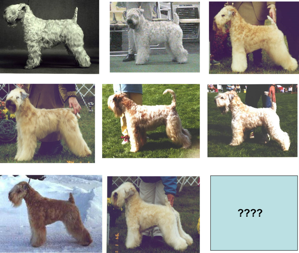 Pictures of wrongly breeded wheaten terriers