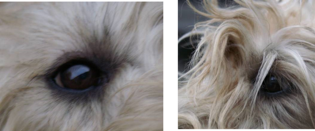 Eyes of a wheaten terrier